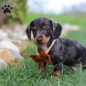 Leo, Dachshund Puppy